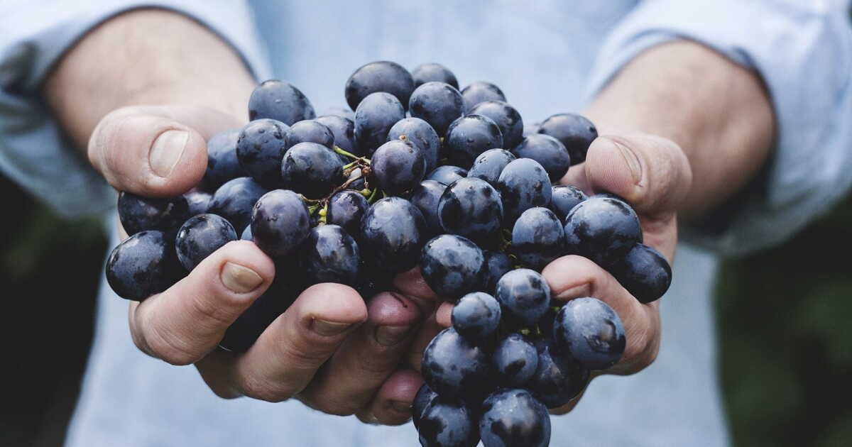 Le raisin de table : un fruit aux mille saveurs
