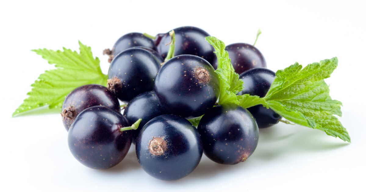 découvrez les secrets de la crème de cassis et nos cocktails inédits