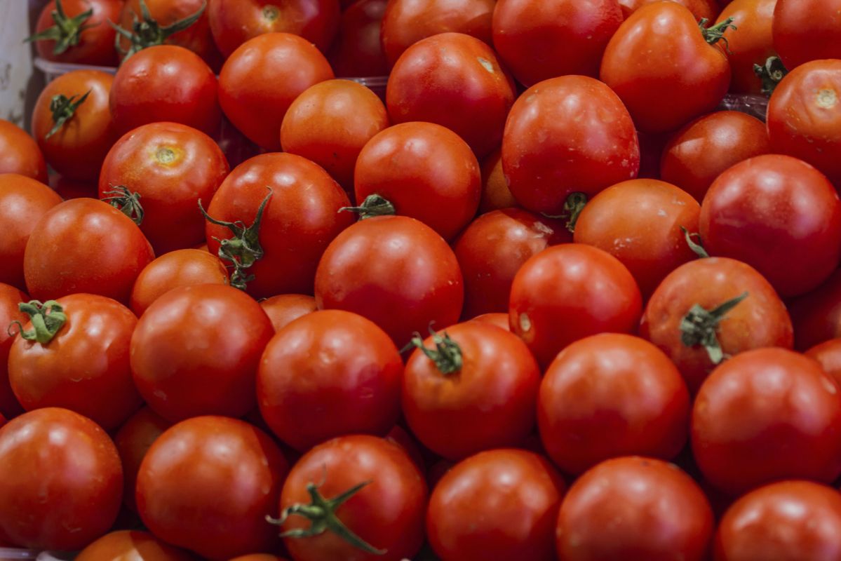 Manger des tomates pourrait booster la fertilité masculine