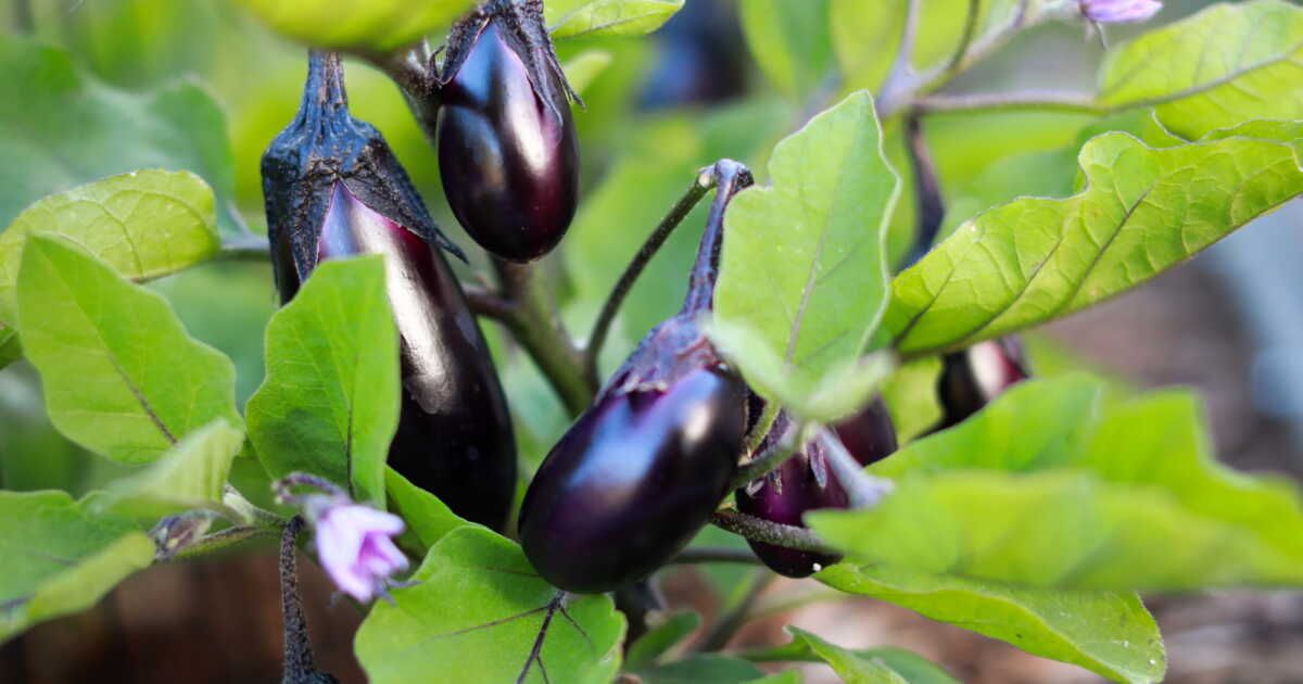 l'aubergine dévoilée : bien plus qu'un simple légume-fruit
