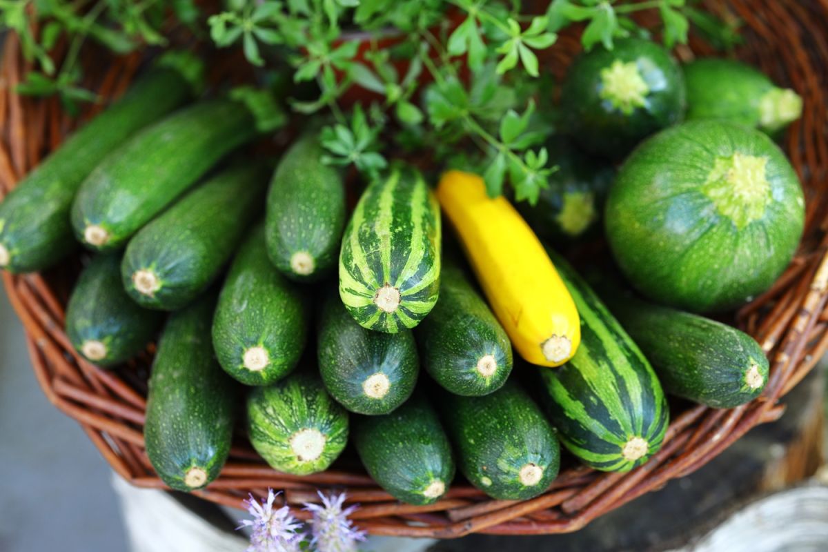 évitez ces erreurs pour des courgettes parfaitement fraîches