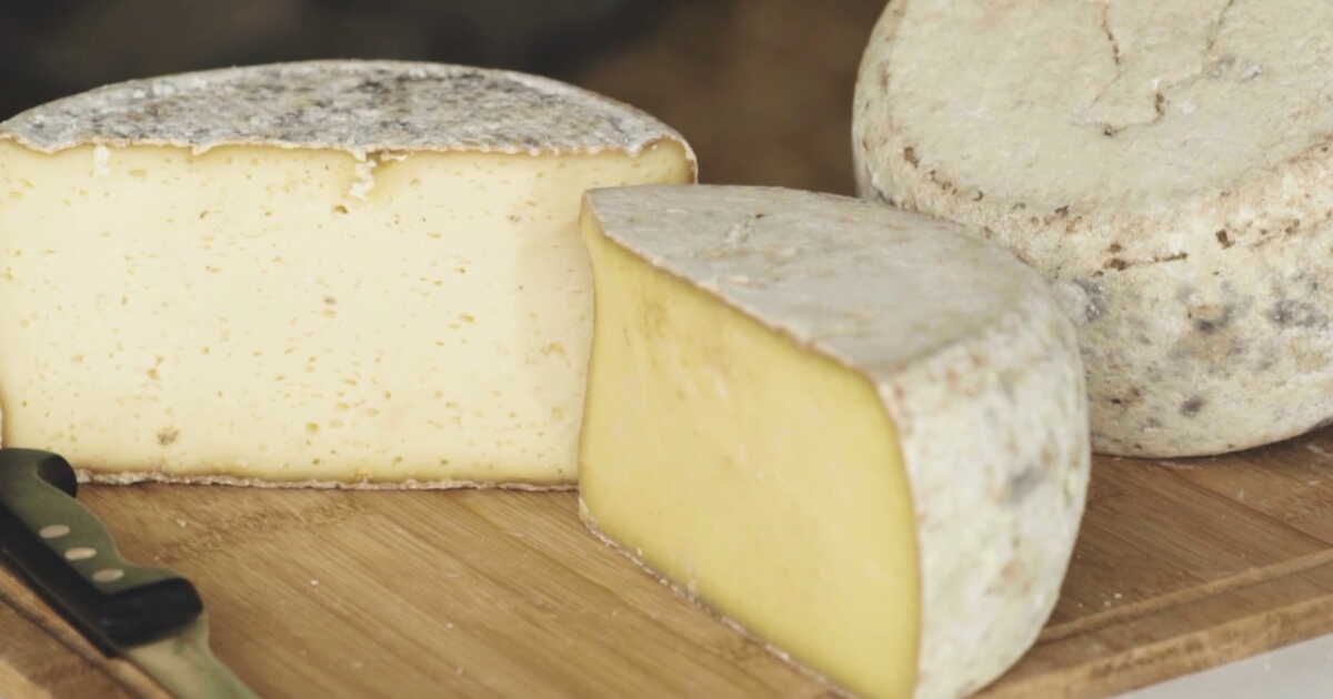 L’acajou, un fromage unique 100% au lait de Salers