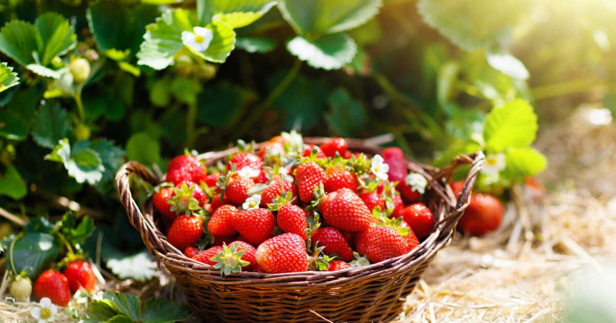 Dégustez les fraises à tous les repas : 3 recettes créatives