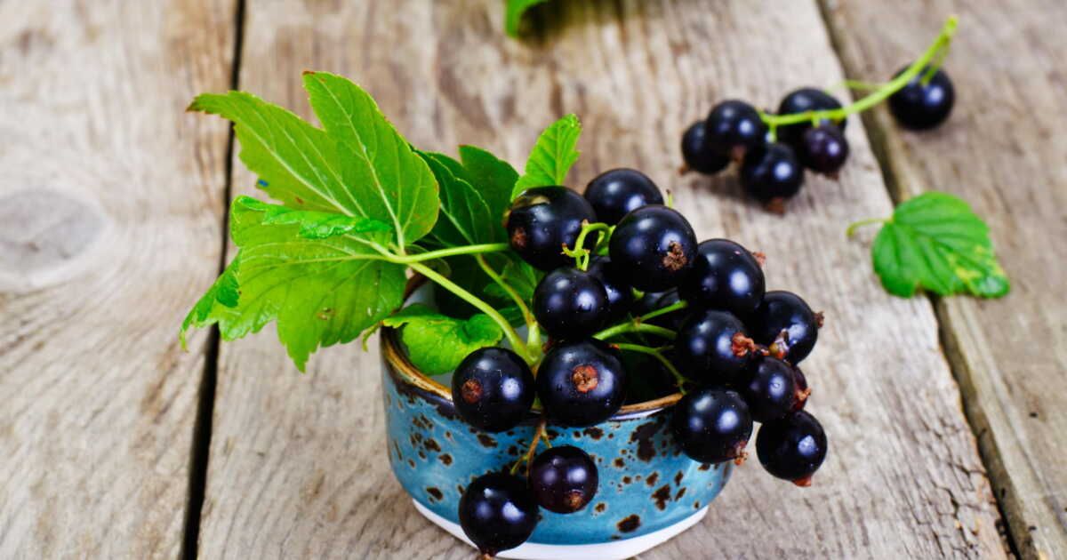 les vertus incroyables de la feuille de cassis