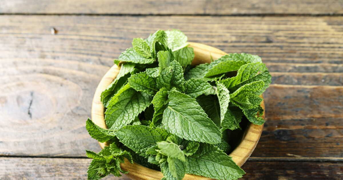 La menthe : une herbe millénaire au cœur de nos cuisines