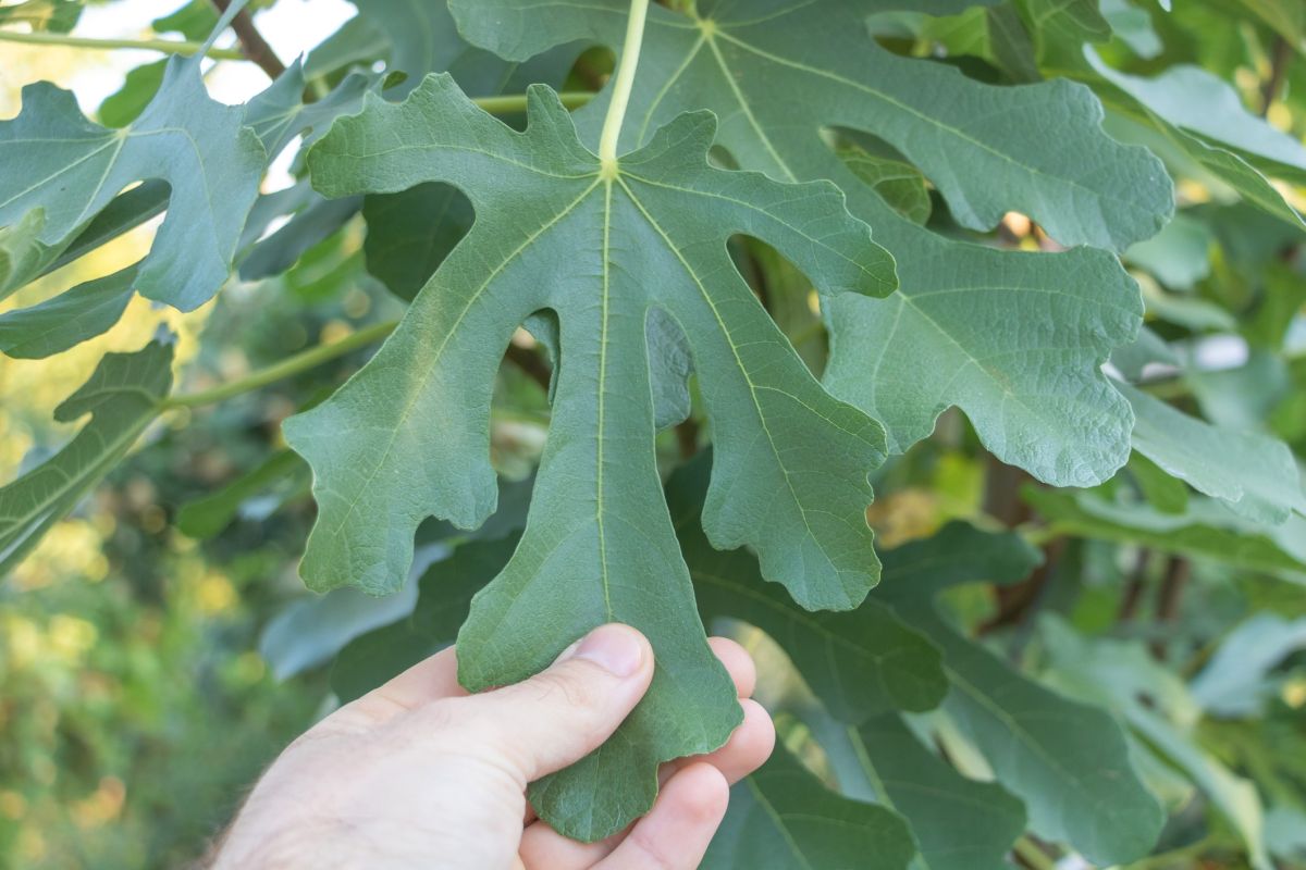 Odeur douce, texture soyeuse : découvrez les secrets gourmands des feuilles de figuier