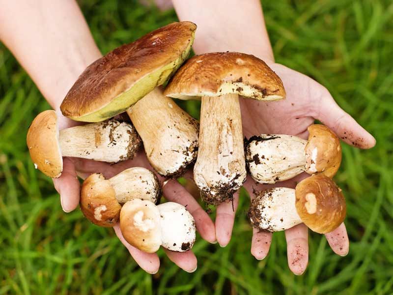 Champignons : attention à l'intoxication !