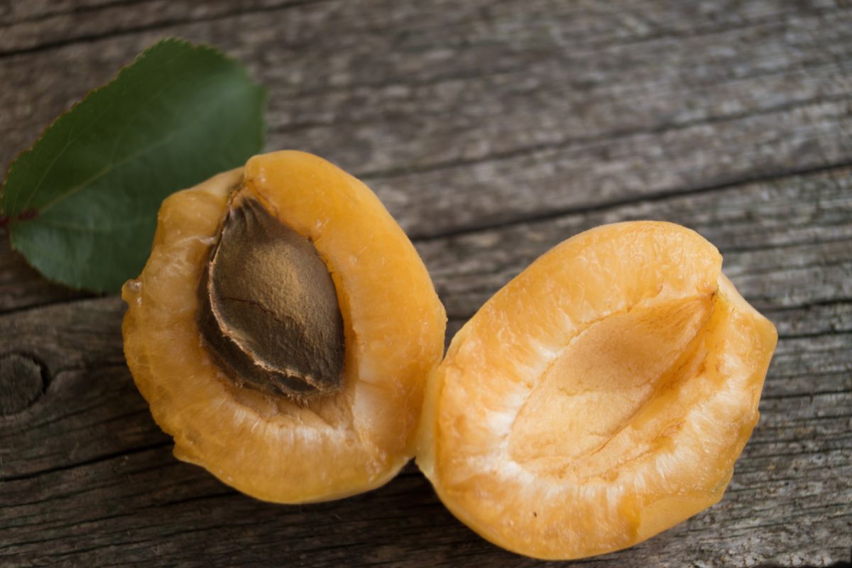 Un australien victime d'un empoisonnement au cyanure après consommation prolongée de noyaux d'abricot