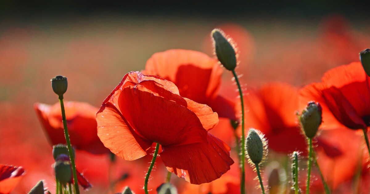 Les secrets fascinants du coquelicot : plus qu'une simple fleur