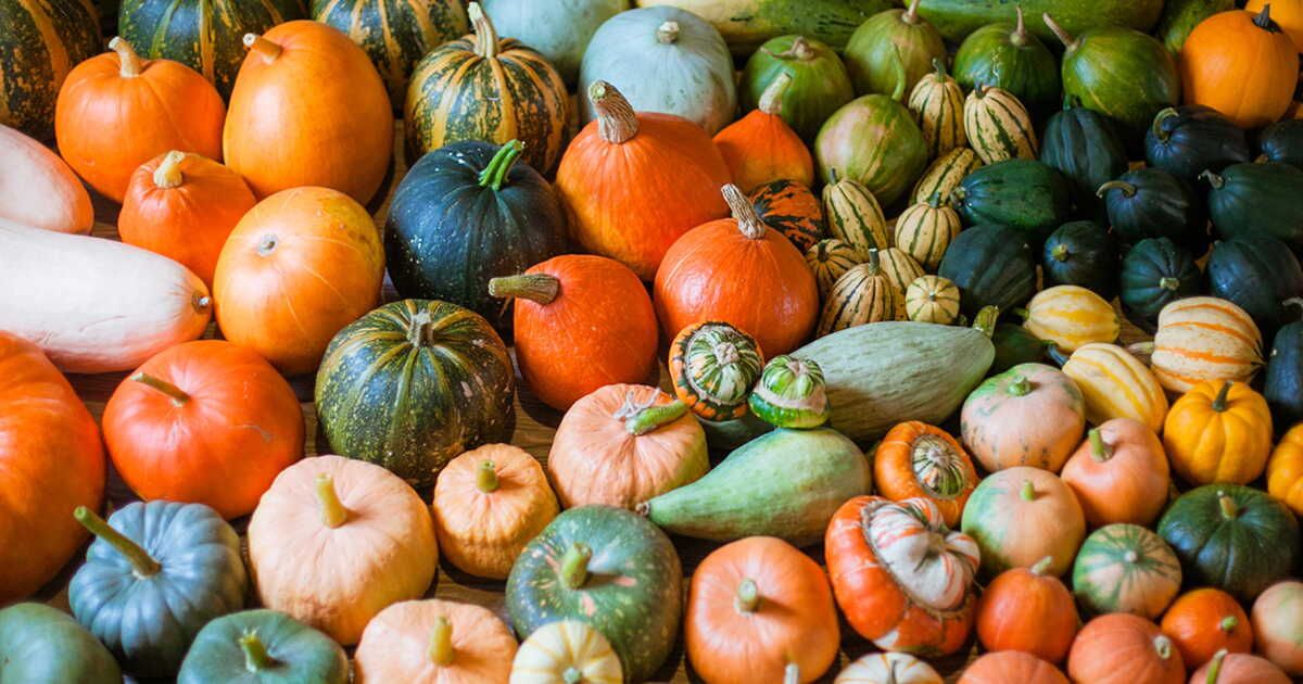 Les courges comestibles : quand la peau devient un atout