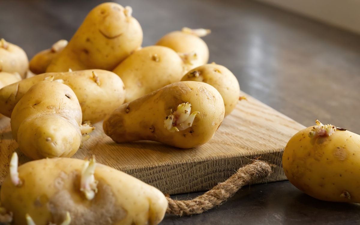 Peut-on manger des pommes de terre germées sans risque ?
